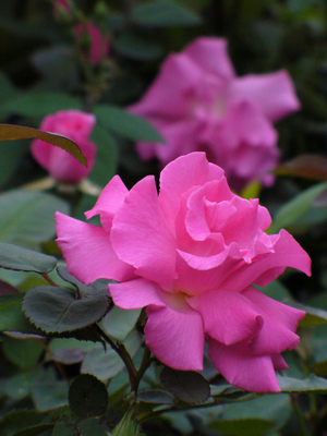 Zephirine Drouhin Rose, Rosa x 'Zephirine Drouhin'